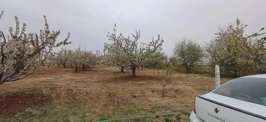 EMLAKYAP TAN DERBENT SARAYPINAR DA SATILIK KİRAZ BAHÇESİ VE ARSA
