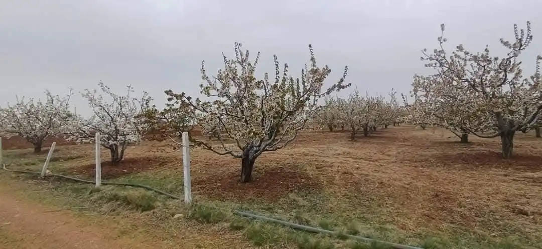 EMLAKYAP TAN DERBENT SARAYPINAR DA SATILIK KİRAZ BAHÇESİ VE ARSA