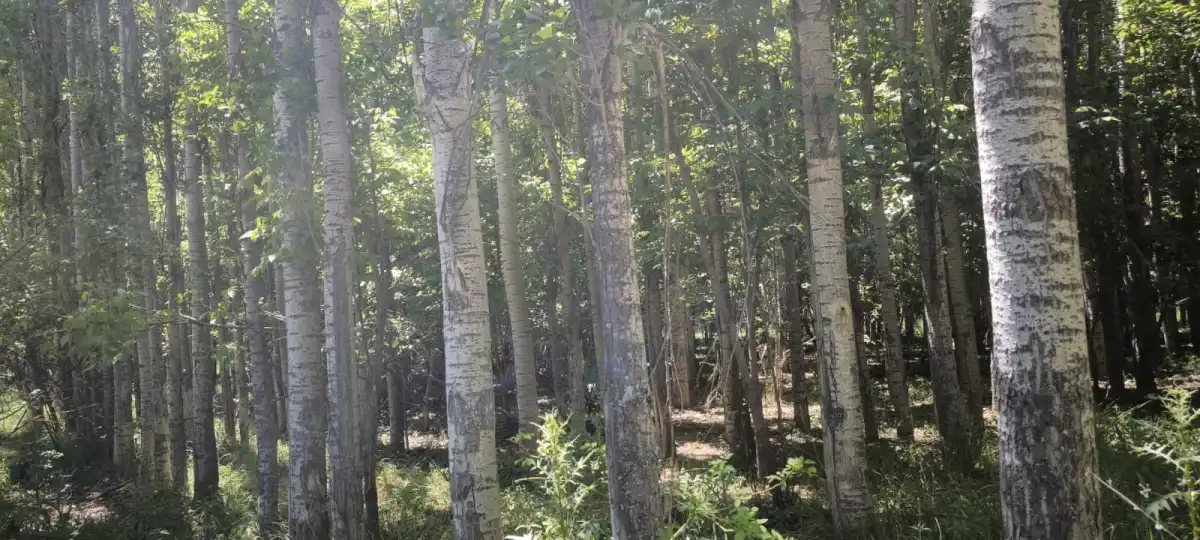 EMLAKYAP’TAN BOZKIR’DA SATILIK MUSTAKİL TAPULU ARSA