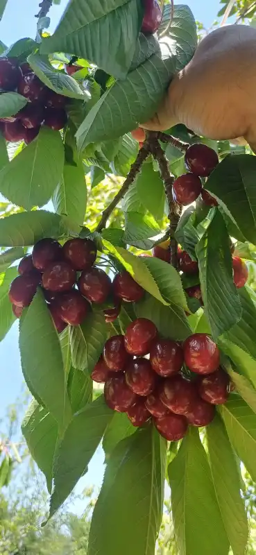 EMLAKYAP TAN DERBENT SARAYPINAR DA SATILIK KİRAZ BAHÇESİ VE ARSA