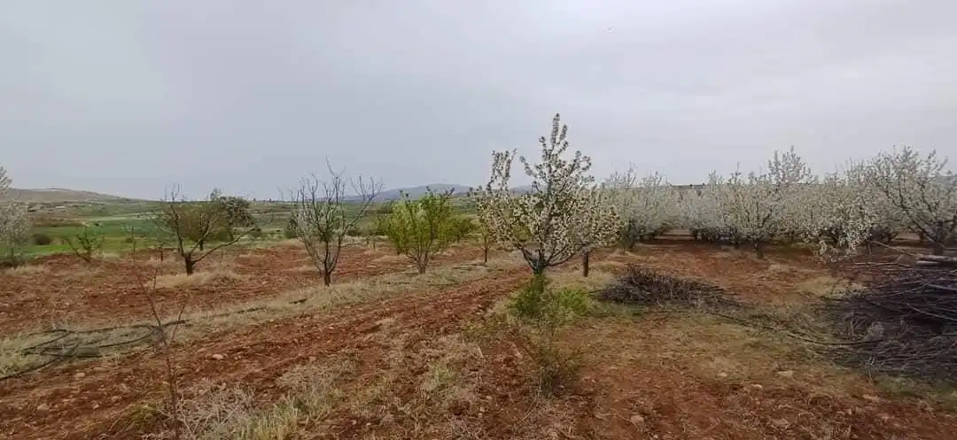 EMLAKYAP TAN DERBENT SARAYPINAR DA SATILIK KİRAZ BAHÇESİ VE ARSA